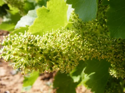 BALADE-DECOUVERTE-DE-LA-VIGNE-PAR-LES-ENFANTS-8211-LES-PEPITES-DE-NOELLE-8211-Saint-Clement-de-Riviere_2284547