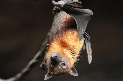 BALADE-DECOUVERTE-DES-CHAUVES-SOURIS-8211-22-08-2025-8211-Saint-Etienne-du-Valdonnez_2733916