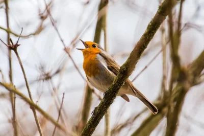 BALADE-NATURALISTE-CRIS-ET-CHANTS-DES-OISEAUX-8211-06-03-2026-8211-Cubieres_3489020