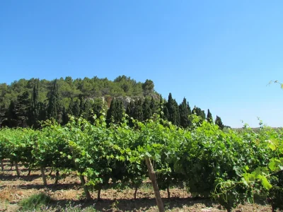 BALADES-VIGNERONNES-8211-CHATEAU-ROUQUETTE-8211-01-06-2025-8211-Narbonne_2347075