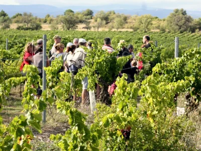 BALADES-VIGNERONNES-EN-GRAND-CARCASSONNE-8211-CHATEAU-LAMIRAL-8211-17-09-2025-8211-Aigues-Vives_2855678