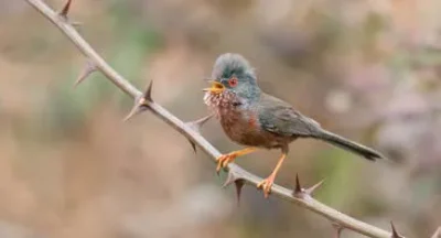 BIENNALE-DU-GRAND-SITE-SALAGOU-8211-CIRQUE-DE-MOUREZE-AGIR-POUR-LES-OISEAUX-8211-24-09-2025-8211-Clermont-l039Herault_2990073