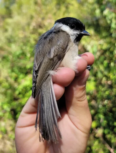 Baguage-des-oiseaux-migrateurs-8211-22-08-2026-8211-Villeton_3741937
