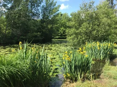 Bain-de-Foret-sur-le-site-naturel-du-Moron-8211-18-05-2025-8211-Prignac-et-Marcamps_2613954