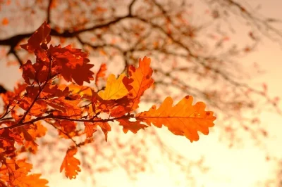 Bal-d039Automne-a-La-Roche-Chalais-8211-11-10-2025-8211-La-Roche-Chalais_3107461