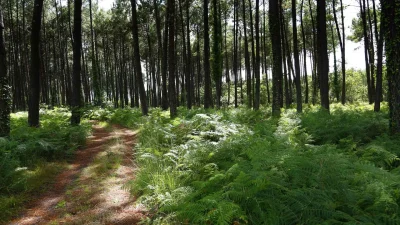 Balade-a-la-decouverte-de-la-foret-8211-22-07-2026-8211-Saint-Julien-en-Born_3658922
