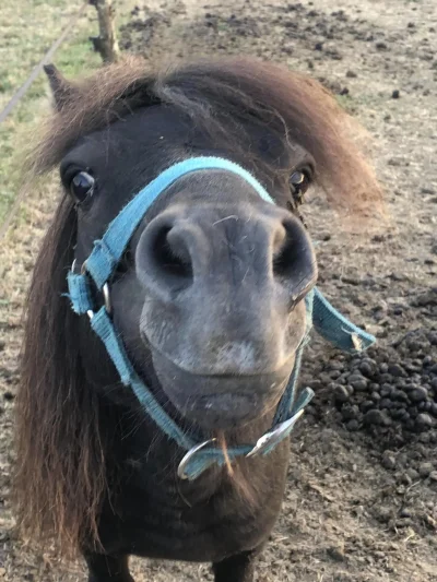 Balade-a-poney-8211-24-04-2025-8211-Nantheuil_2349113