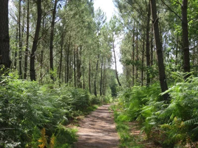 Balade-a-roulettes-8211-Corbiac-la-foret-de-Saint-Medard-en-Jalles-1-8211-Saint-Medard-en-Jalles_1047659