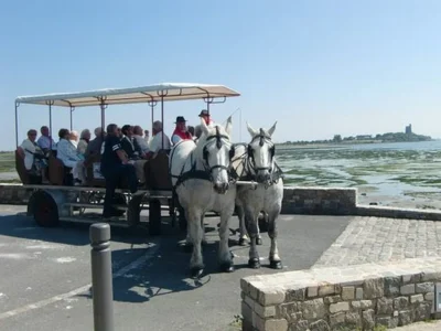 Balade-attelee-sur-le-port-de-Saint-Vaast-la-Hougue-8211-04-04-2026-8211-Saint-Vaast-la-Hougue_3536988