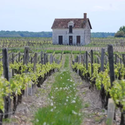 Balade-dans-les-vignes_424913