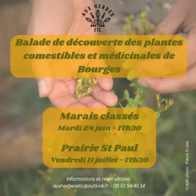 Balade-de-decouverte-des-plantes-comestibles-et-medicinales-de-Bourges-8211-11-07-2025-8211-Bourges_2716907