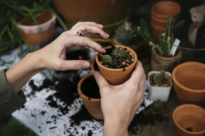 Balade-decouverte-de-plantes-8211-26-10-2025-8211-Berulle_2280560