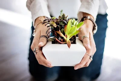 Balade-decouverte-de-plantes-8211-27-11-2025-8211-Berulle_2280570