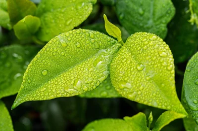 Balade-decouverte-de-plantes-8211-Berulle_2281392
