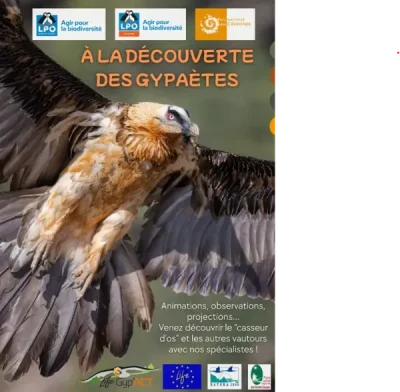Balade-dobservation-Les-ailes-des-corniches-du-Rajol-8211-LPO-8211-Peyreleau_2838795