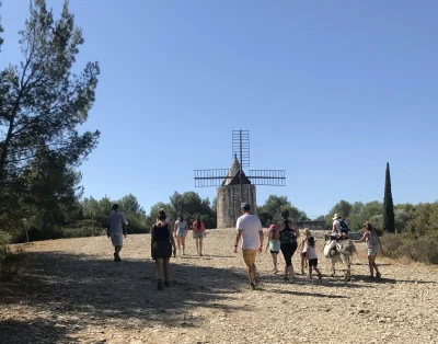 Balade-en-compagnie-des-petits-anes-Sur-le-sentier-des-Moulins-8211-08-05-2025-8211-Fontvieille_2530662