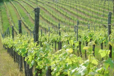Balade-en-trottes-electriques-Domaine-du-Siorac-8211-14-07-2025-8211-Saint-Aubin-de-Cadelech_2898619