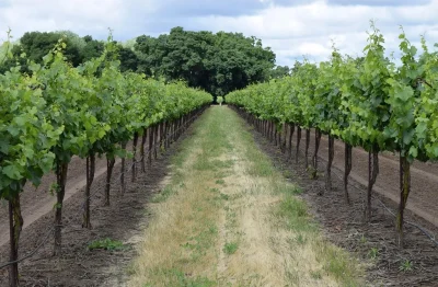Balade-libre-decouverte-du-domaine-8211-01-01-2025-8211-Bergerac_2985040