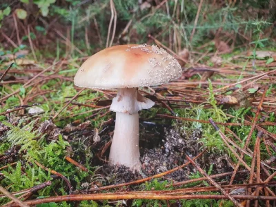 Balade-nature-8211-Les-Champignons-Sauvages-8211-Gaillan-en-Medoc_2589461