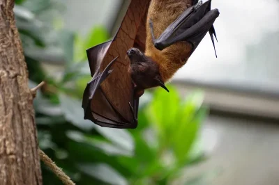 Balade-nature-a-la-decouverte-des-chauves-souris-8211-19-09-2025-8211-Saint-Yzan-de-Soudiac_2983102