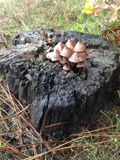 Balade-nature-decouverte-des-champignons-8211-02-11-2025-8211-Sainte-Eulalie-en-Born_3165777