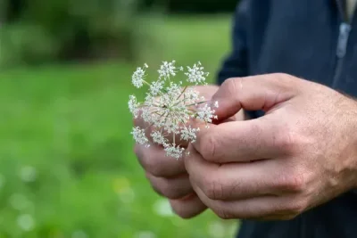 Balade-plantes-sauvages-comestibles-a-Ambeyrac-avec-Jean-Charles-Teulier-8211-Ambeyrac_2256371