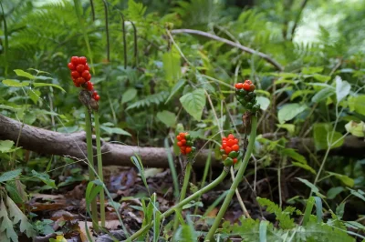 Balade-quotdecouverte-des-plantes-sauvagesquot-8211-09-11-2025-8211-Berulle_3190637