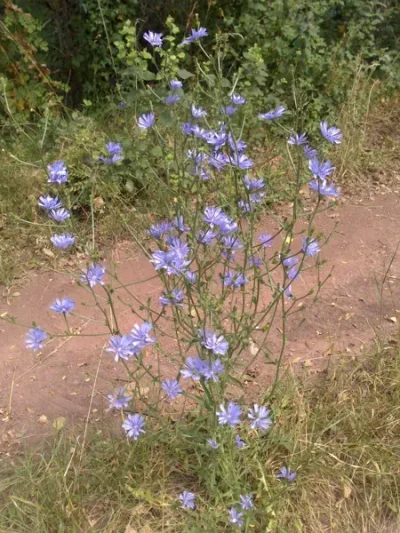 Balade-reconnaissance-des-plantes-8211-Cransac-les-Thermes_3774237