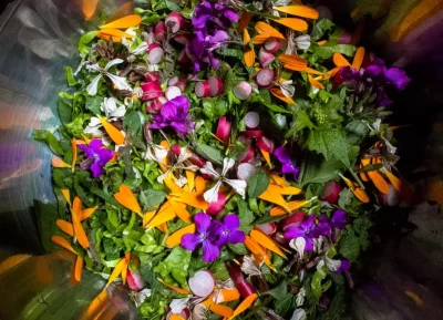 Balade-salade-–-Initiation-au-monde-des-plantes-8211-04-10-2025-8211-Vayres_2976467