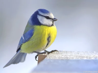 Balade-sur-La-migration-des-oiseaux-8211-09-11-2025-8211-Sadirac_3143589