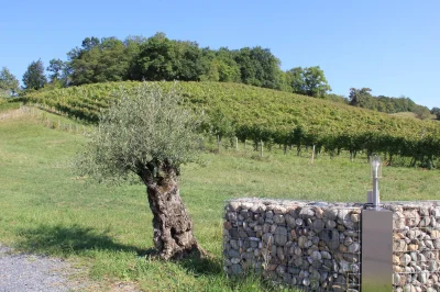 Balade-vigneronne-Domaine-Bayard-8211-24-07-2025-8211-Monein_2337689