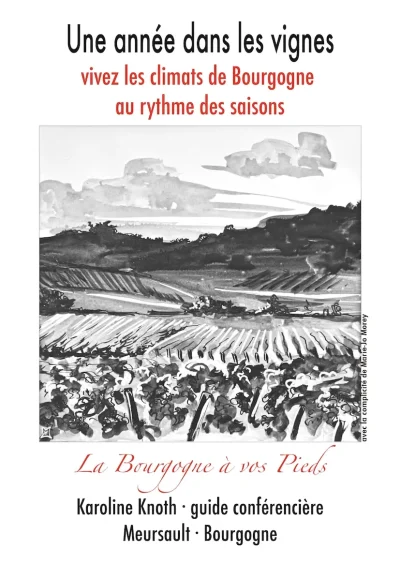 Balade-viticole-a-Meursault-chronique-d039une-catastrophe-annoncee-le-phylloxera-8211-05-04-2025-8211-Meursault_2021040