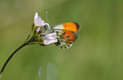 Balades-Cultures-et-Nature-Cadouin-quand-les-moines-observent-les-insectes-8211-19-08-2026-8211-Le-Buisson-de-Cadouin_3777880