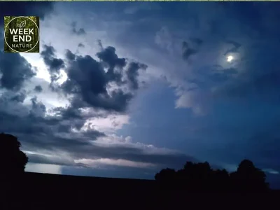 Bale-en-foret-nocturne-8211-Hannonville-sous-les-Cotes_3770209