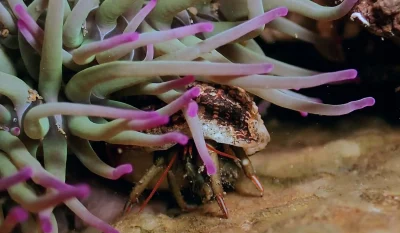 Biodiversite-marine-locale-observer-comprendre-agir-8211-28-06-2025-8211-Capbreton_2718703