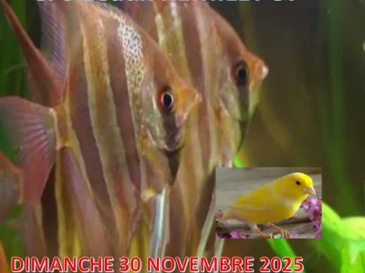 Bourse-aux-poissons-8211-30-11-2025-8211-Remilly_3255359