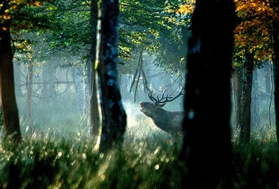 Brame-du-cerf-a-l039Espace-Faune-frissons-dautomne-avec-le-Guide-du-Parc-8211-Piney_3028710