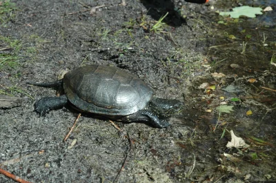 Bronzette-des-tortues-8211-25-04-2026-8211-Ares_3486145