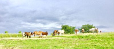 CAMPING-DE-LA-FERME-EQUESTRE-DE-LUPIAC_38125