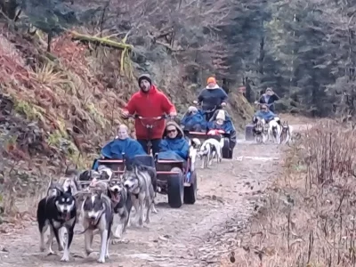CANIRANDO-AVEC-CHIENS-DE-TRAINEAU-VOSGES_867756