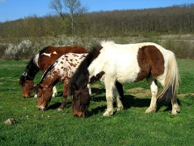CENTRE-EQUESTRE-D039HOUNEDIS_694533