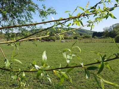 CENTRE-EQUESTRE-DU-DOMAINE-DE-LA-FORGE_314795