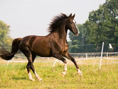CENTRE-EQUESTRE-ECURIES-DE-JULIE-CARBONARE-8211-Marainville-sur-Madon_2012271