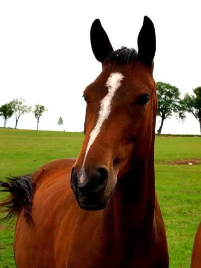 CENTRE-EQUESTRE-LA-GALOPADE_308820