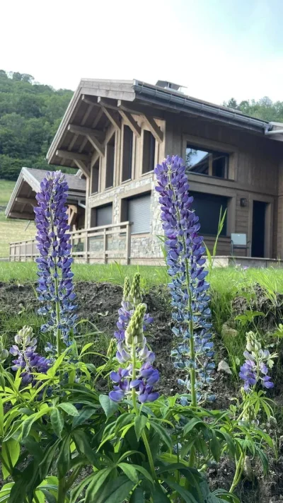CHALET-15-PERSONNES-L039ELDORADO-8211-La-Bresse_2139279