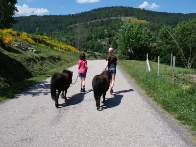 COMPLICITES-ANIMALES-8211-BALADE-EN-MAIN-AVEC-DES-PONEYS_313256