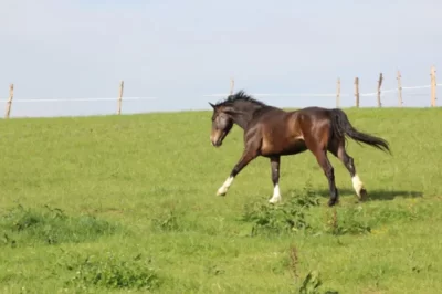Centre-Equestre-de-Cazettes_1135701