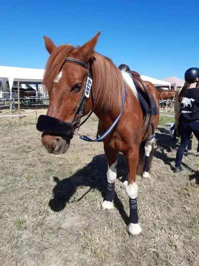 Centre-Equestre-de-Cherveux-8211-Poney-Club_1132698