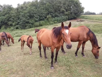 Centre-equestre-Haras-de-la-Nee_711241