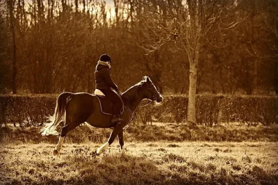 Centre-equestre-de-Beaugency-8211-Beaugency_1623697